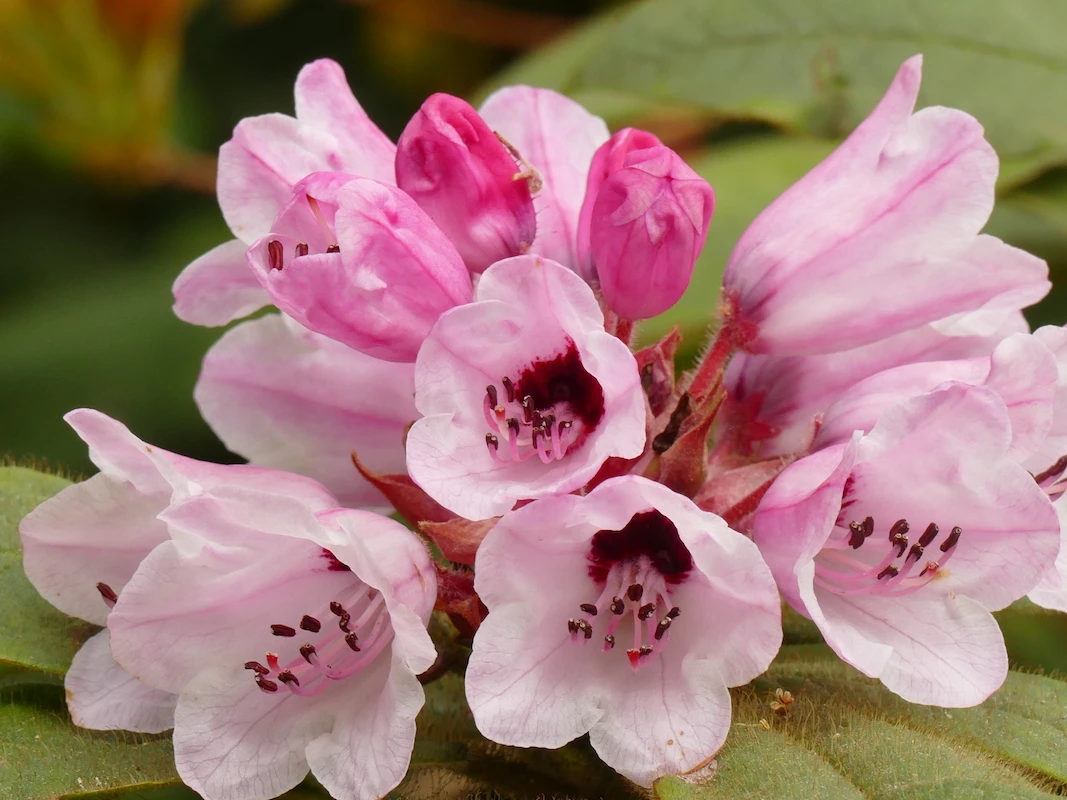R. glischrum ssp. rude